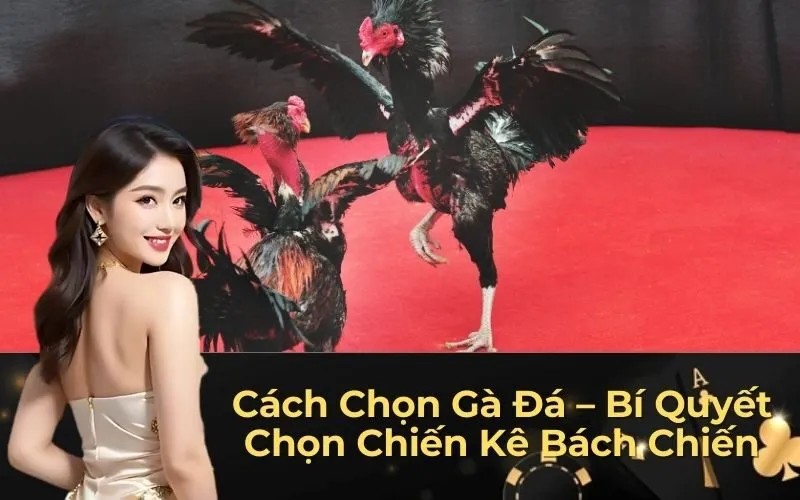Cách Chọn Gà Đá – Bí Quyết Chọn Chiến Kê Bách Chiến