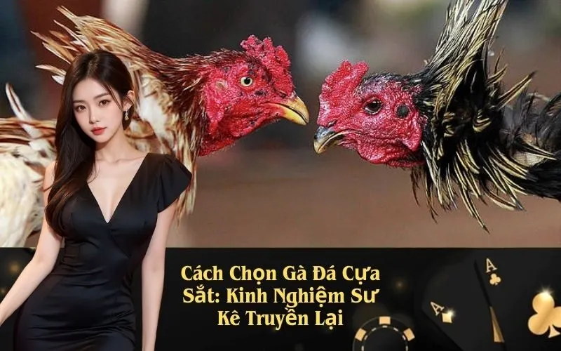 Cách Chọn Gà Đá Cựa Sắt: Kinh Nghiệm Sư Kê Truyền Lại