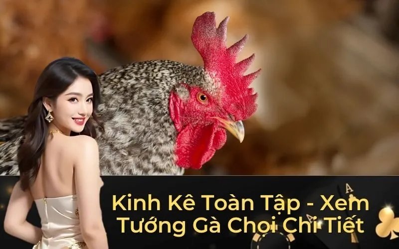 Kinh Kê Toàn Tập - Xem Tướng Gà Chọi Chi Tiết