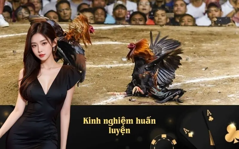 Kinh nghiệm huấn luyện