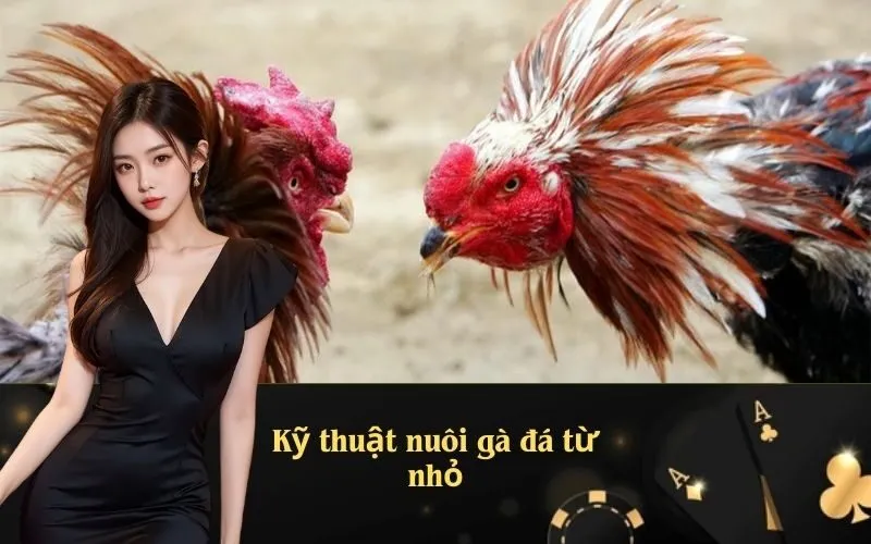 Kỹ thuật nuôi gà đá từ nhỏ